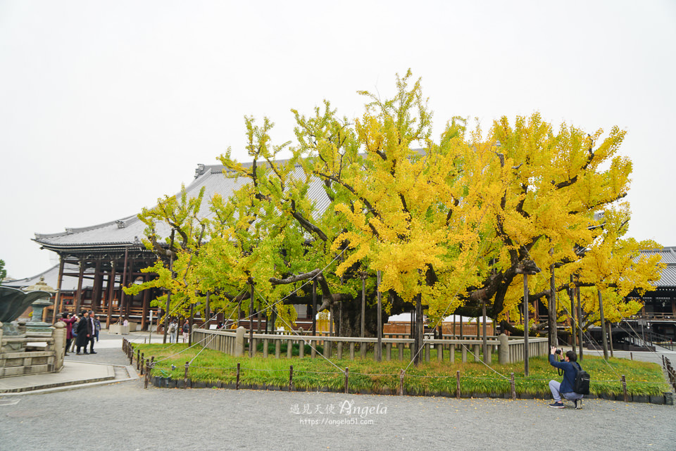西本願寺銀杏樹