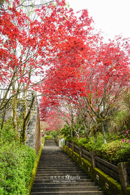 太平山紅葉紫葉槭