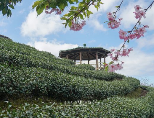 竹山八卦茶園