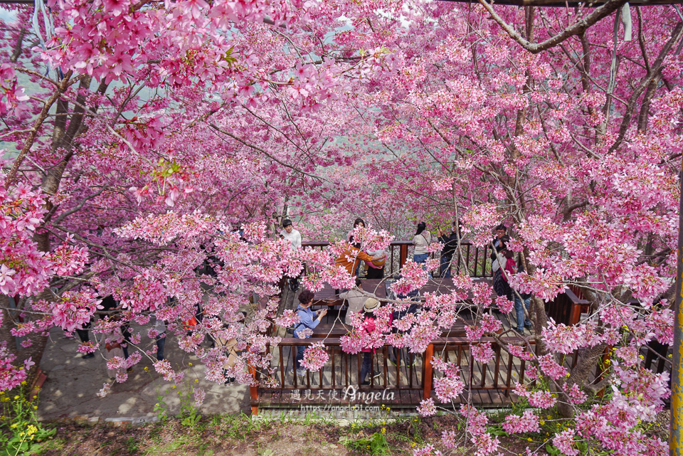 尖石櫻花