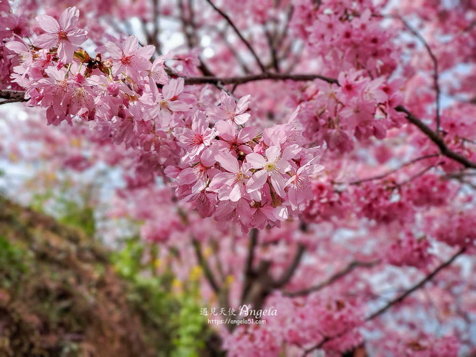 財伯觀光果園櫻花