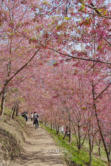 司馬庫斯巨木步道櫻花林