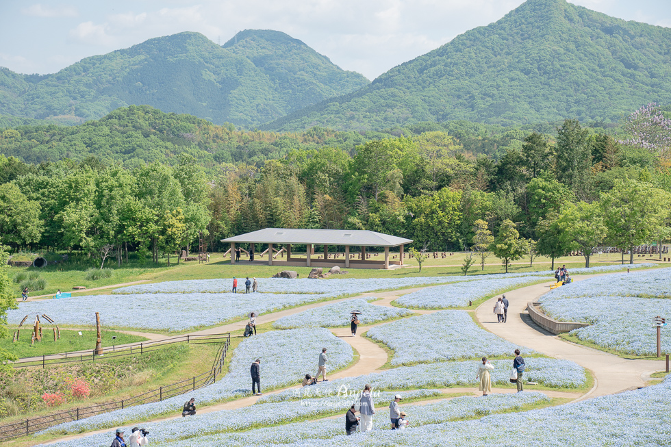 香川粉蝶花海滿濃公園