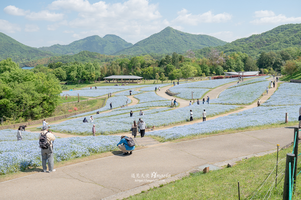 香川粉蝶花海滿濃公園