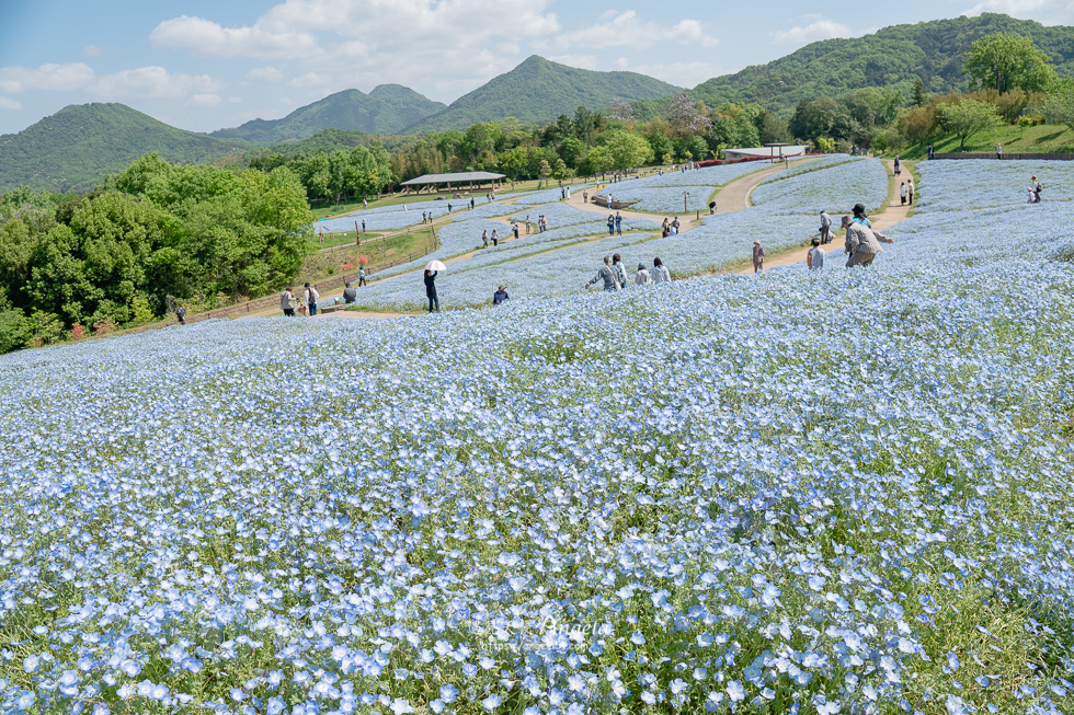 香川粉蝶花海滿濃公園