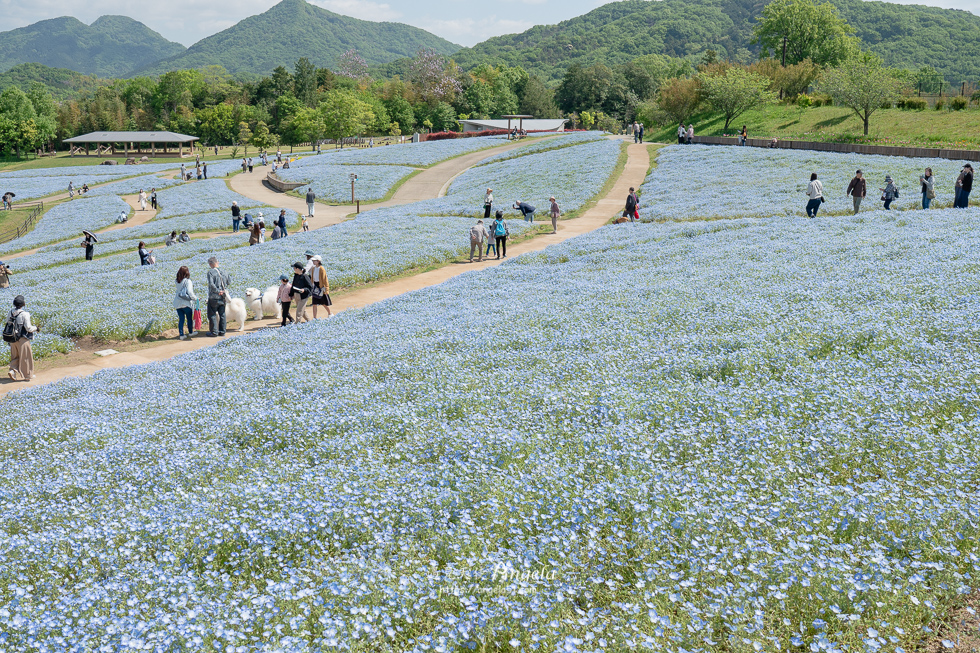 香川粉蝶花海滿濃公園