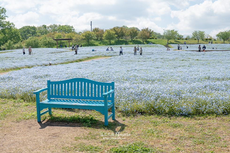 香川粉蝶花海滿濃公園