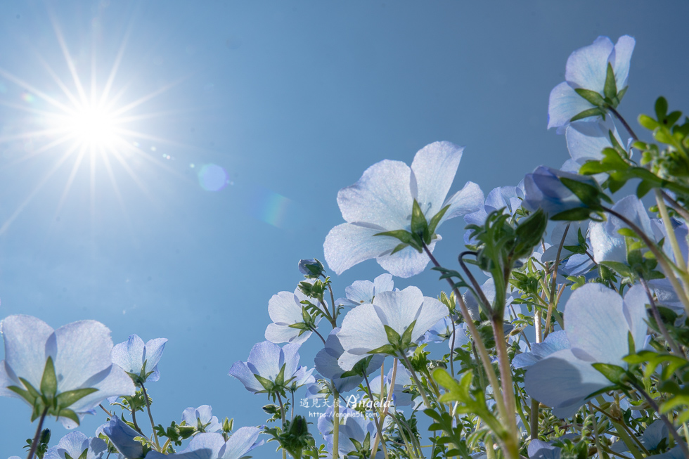 香川粉蝶花海滿濃公園