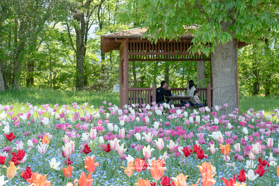 香川滿濃公園花季
