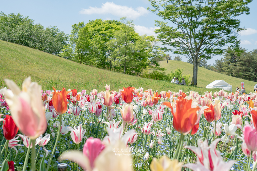 香川滿濃公園花季