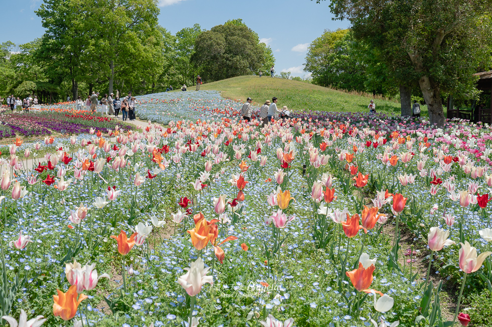 香川滿濃公園花季