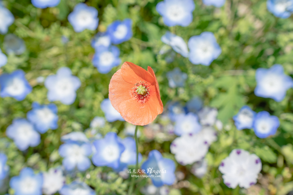 香川滿濃公園花季