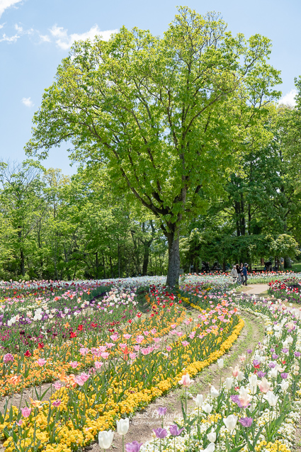 香川滿濃公園花季