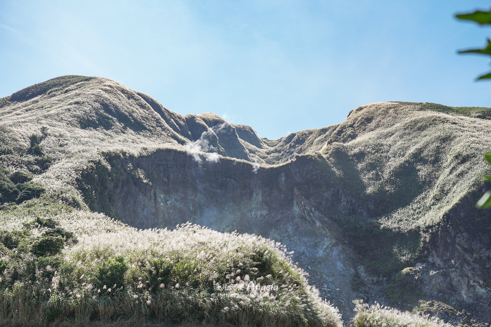 陽明山芒草景點