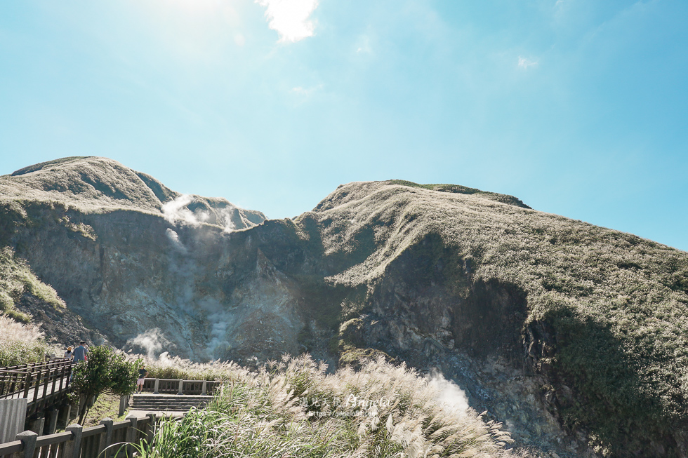 陽明山芒草景點