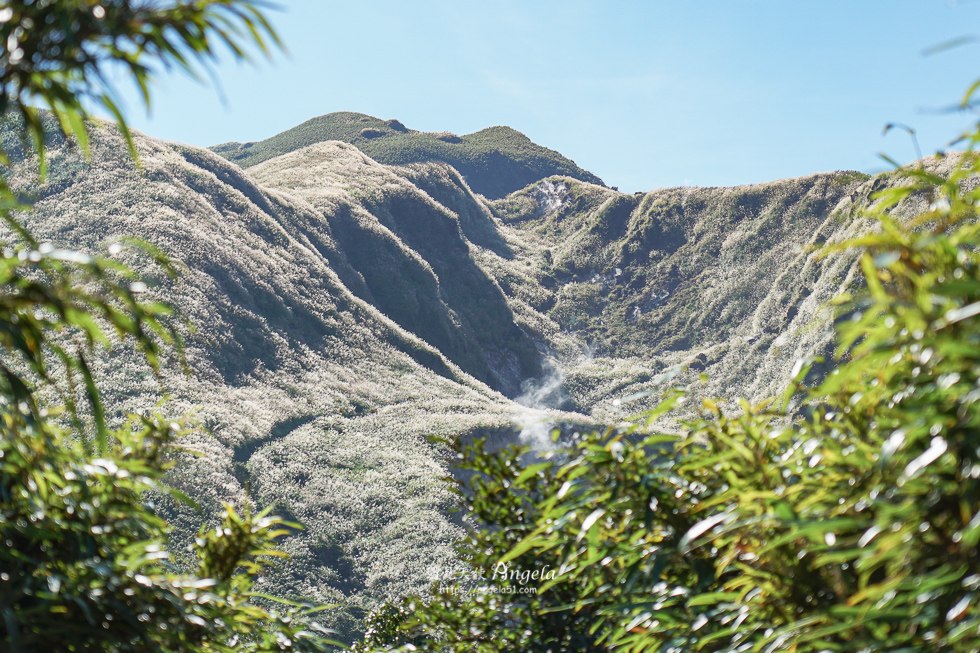 陽明山芒草景點