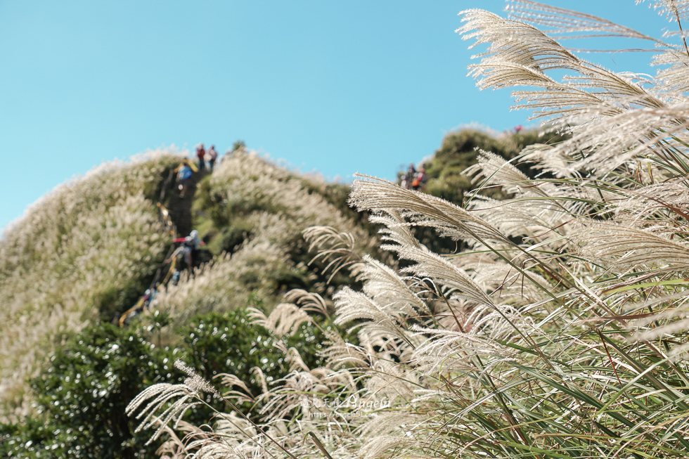 陽明山芒草景點