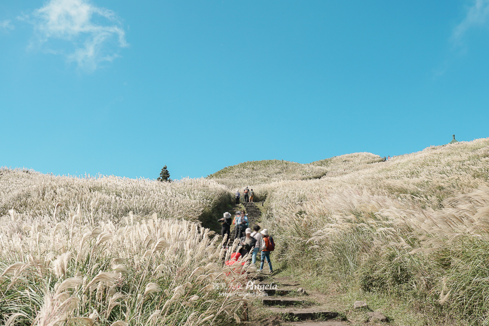 陽明山芒草景點