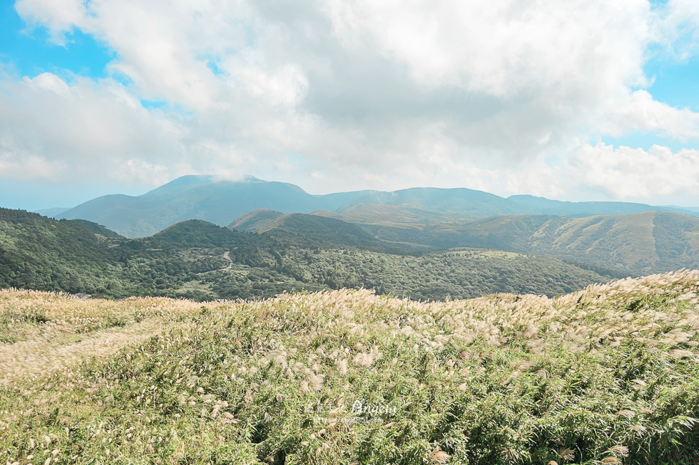 陽明山芒草景點