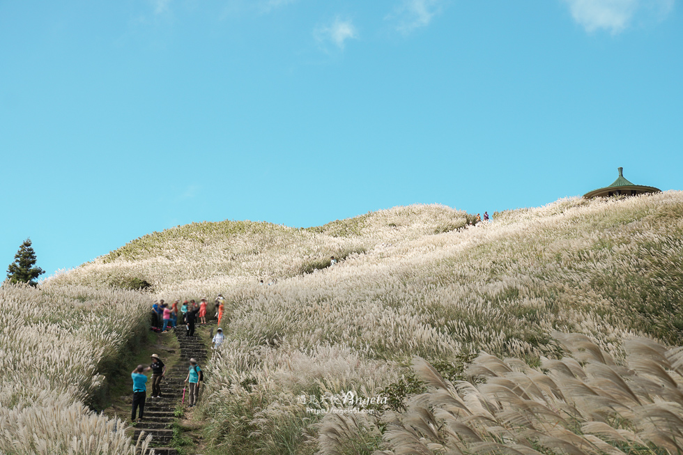 陽明山芒草景點
