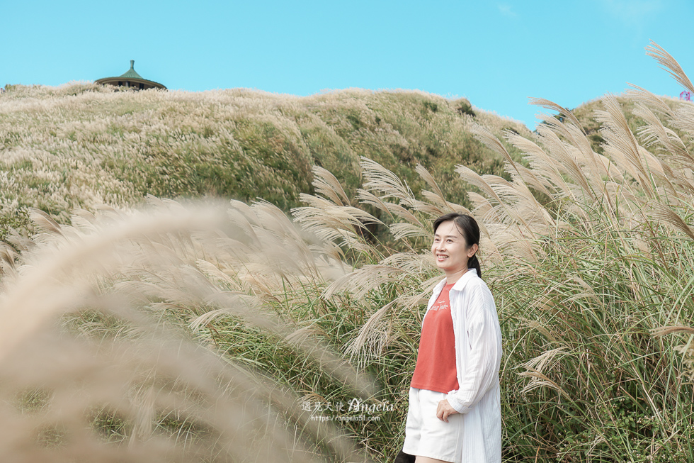 陽明山芒草景點