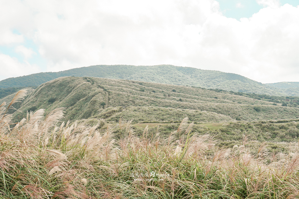 陽明山芒草景點