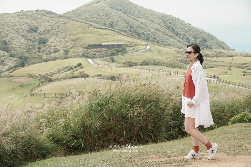 陽明山芒草景點