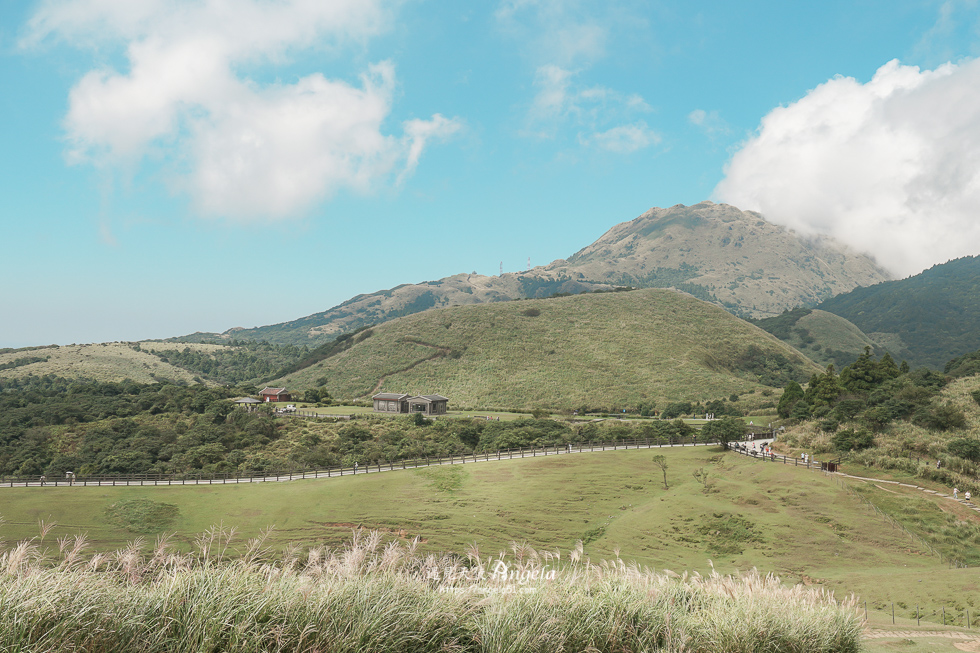陽明山芒草景點