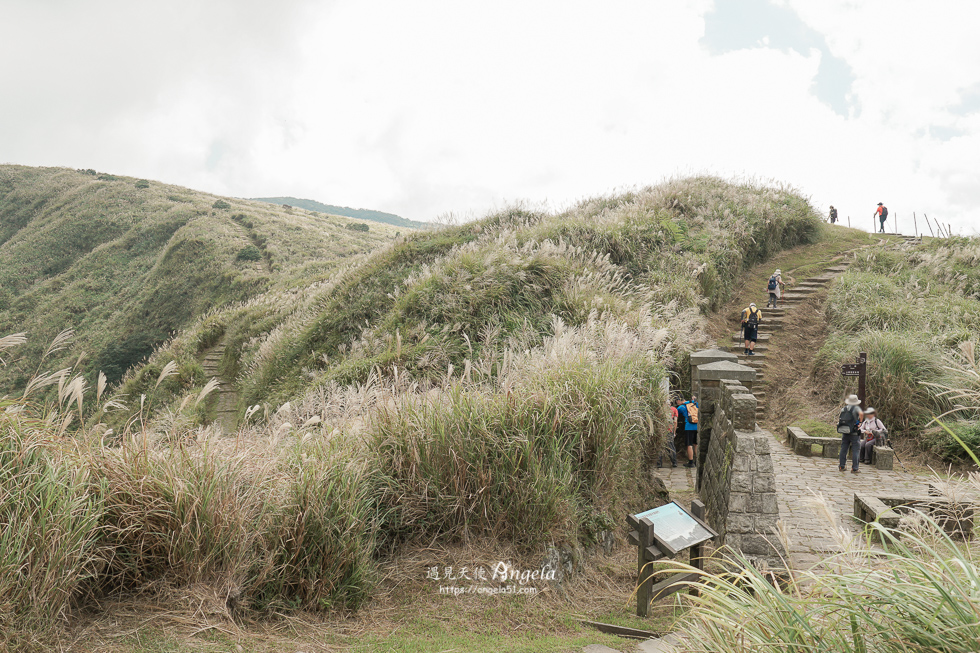 陽明山芒草景點
