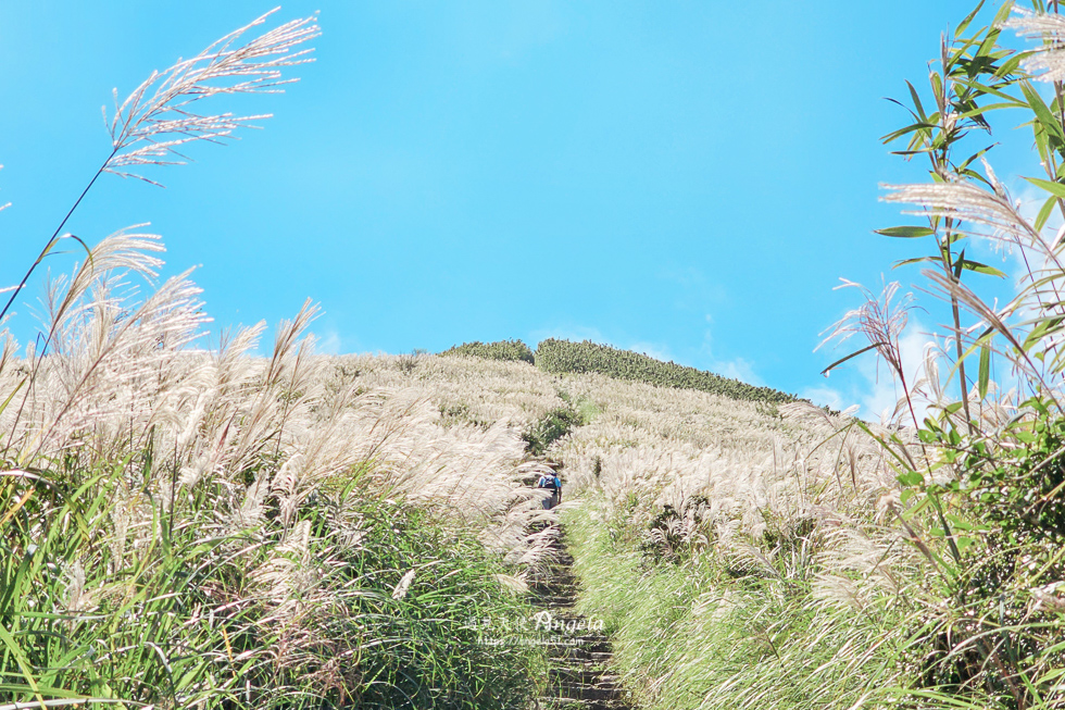 陽明山芒草景點