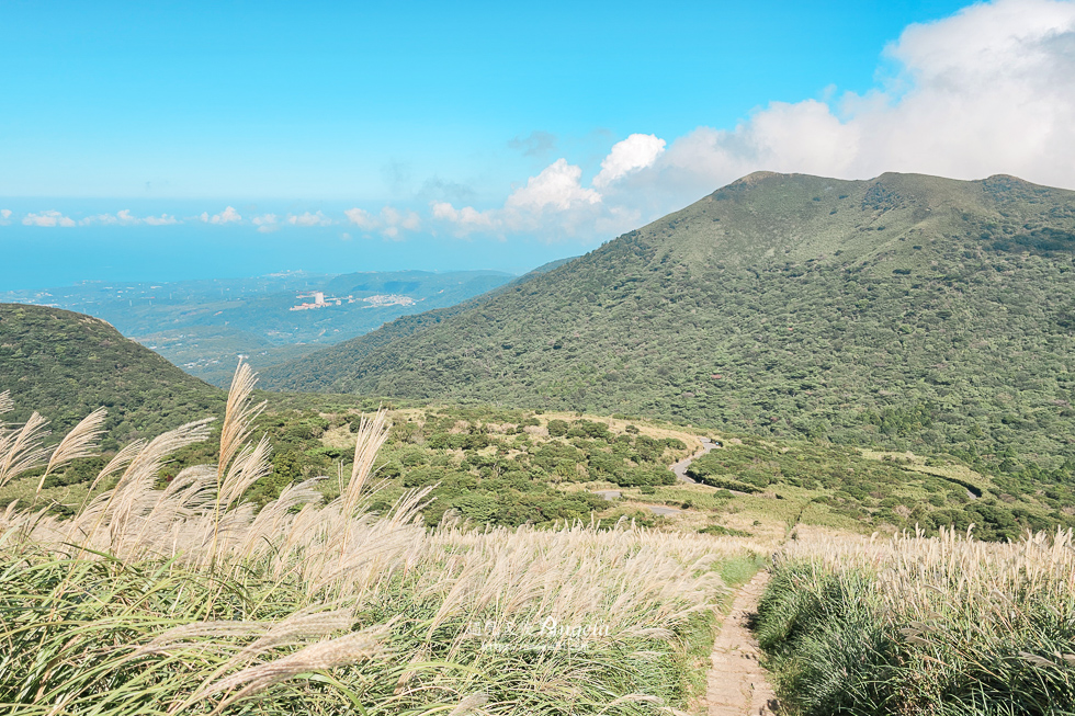 陽明山芒草景點