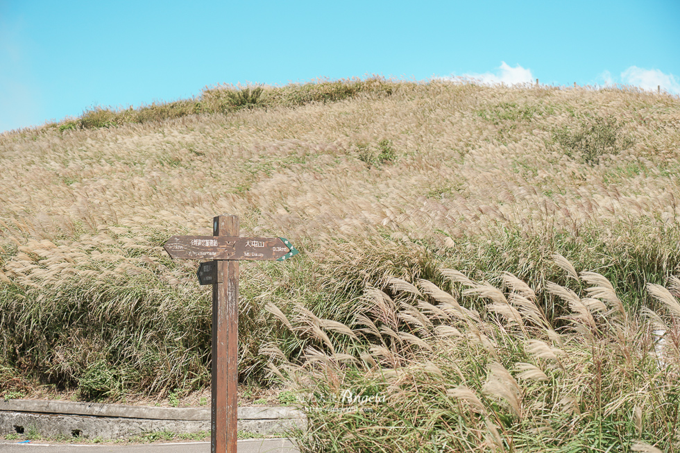 陽明山芒草景點