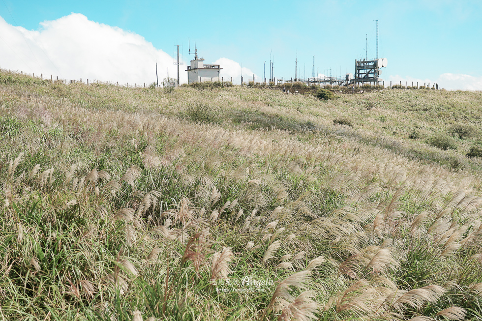 陽明山芒草景點