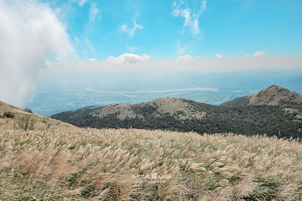 陽明山芒草景點