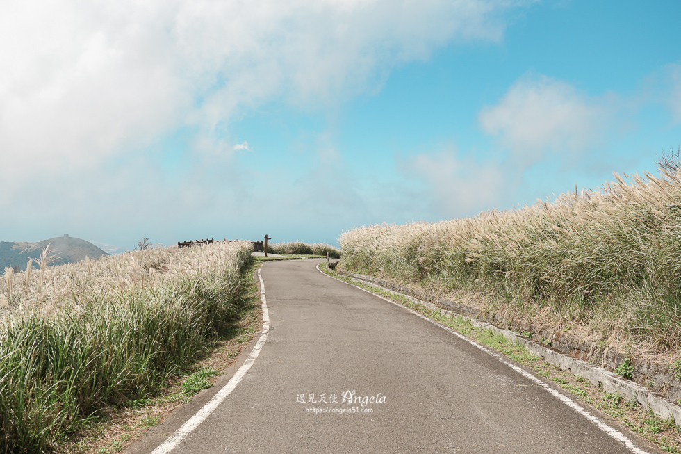 陽明山芒草景點
