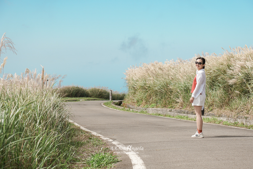 陽明山芒草景點