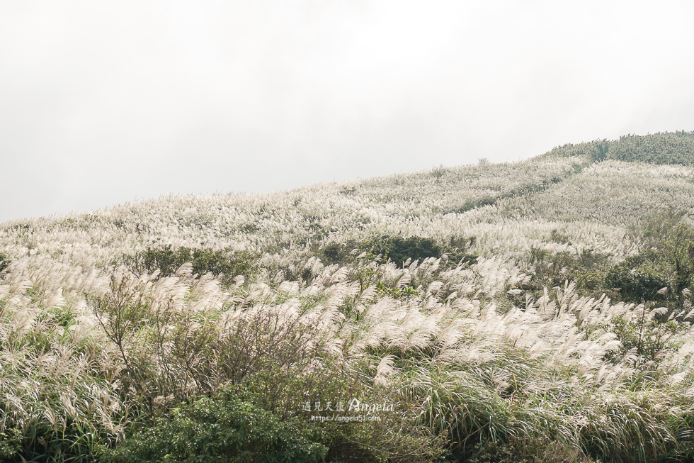 陽明山芒草景點