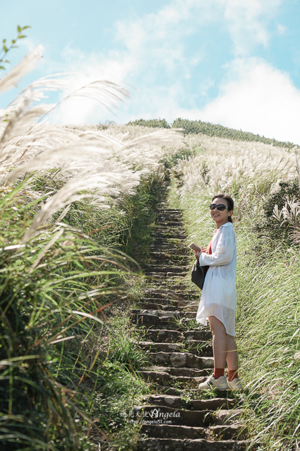 陽明山芒草景點