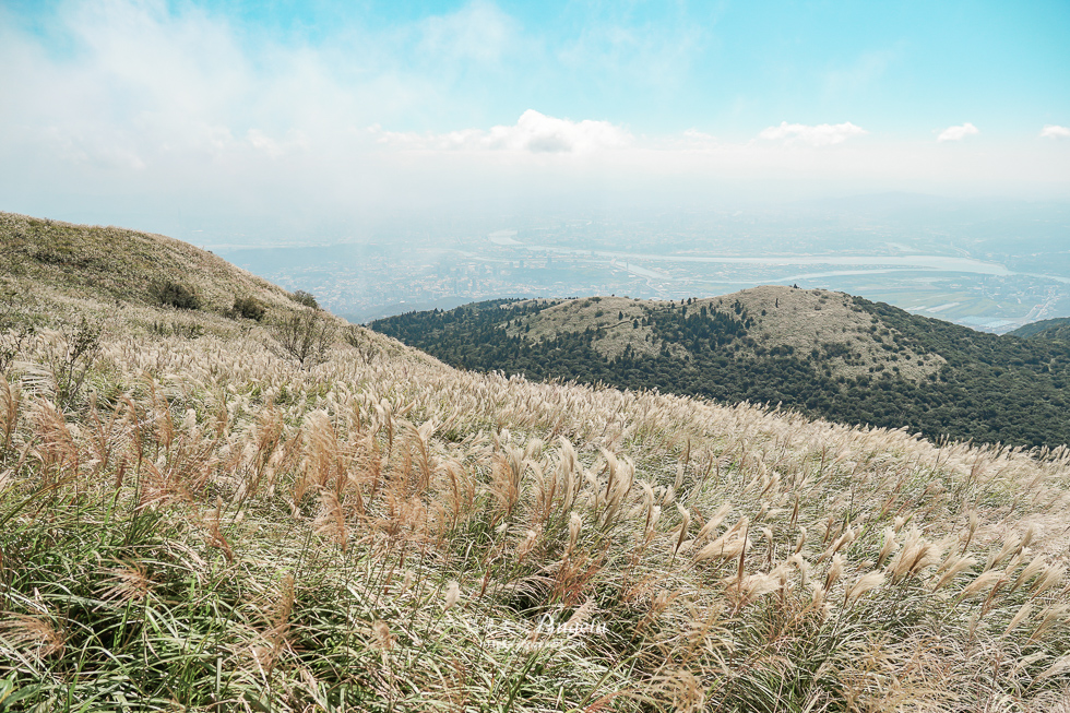 陽明山芒草景點