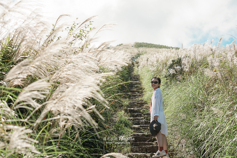 大屯山連峰步道芒草