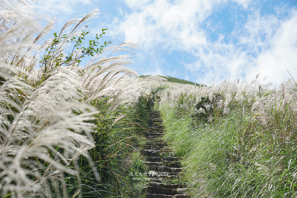 大屯山連峰步道芒草花海