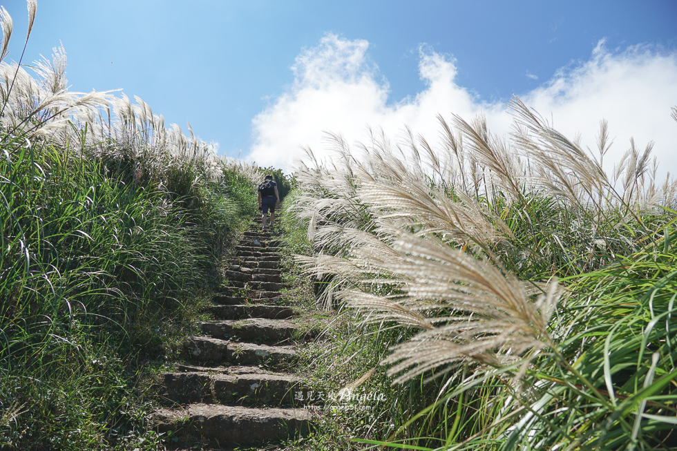 大屯山連峰步道芒花