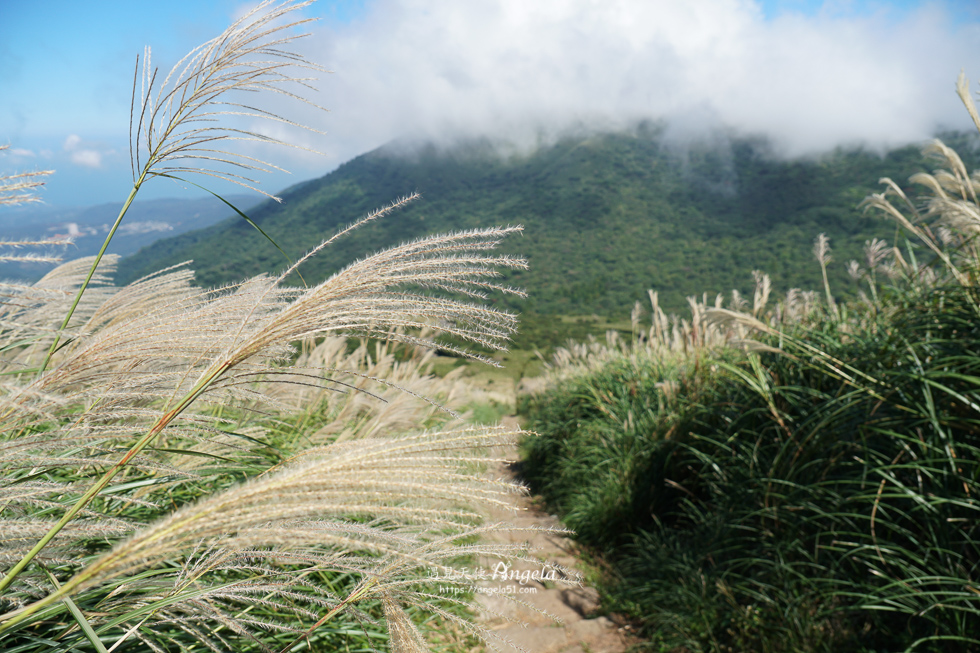 大屯山連峰步道芒草