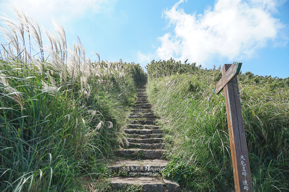 大屯山連峰步道芒花