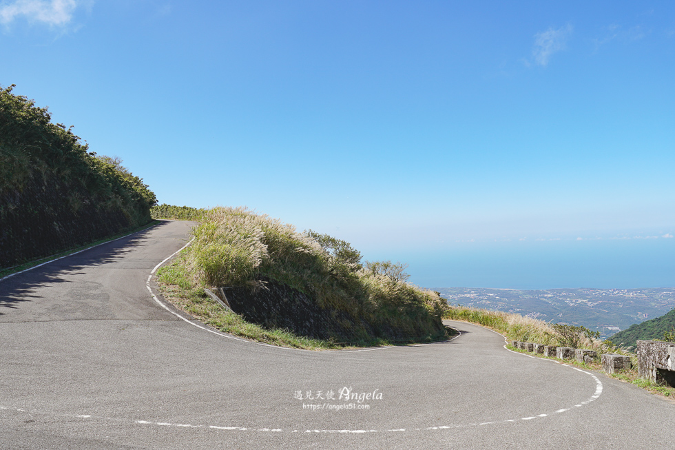 大屯山車道步道芒草