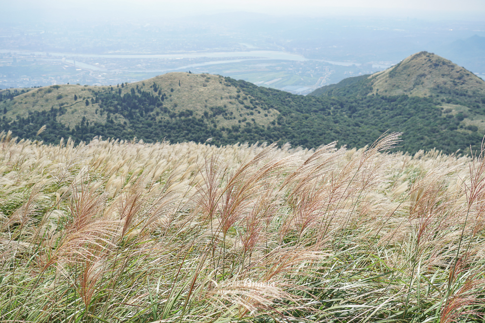 大屯山觀景台芒草