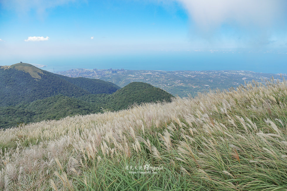 大屯山觀景台芒草花海