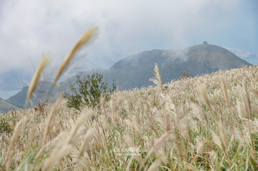 大屯山觀景台芒草