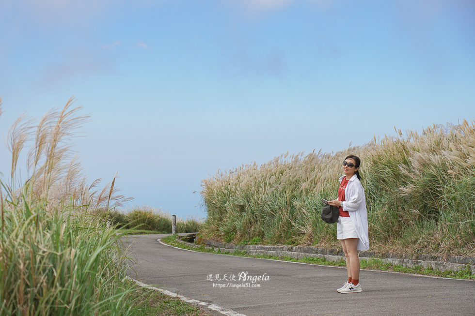 大屯山觀景台芒草