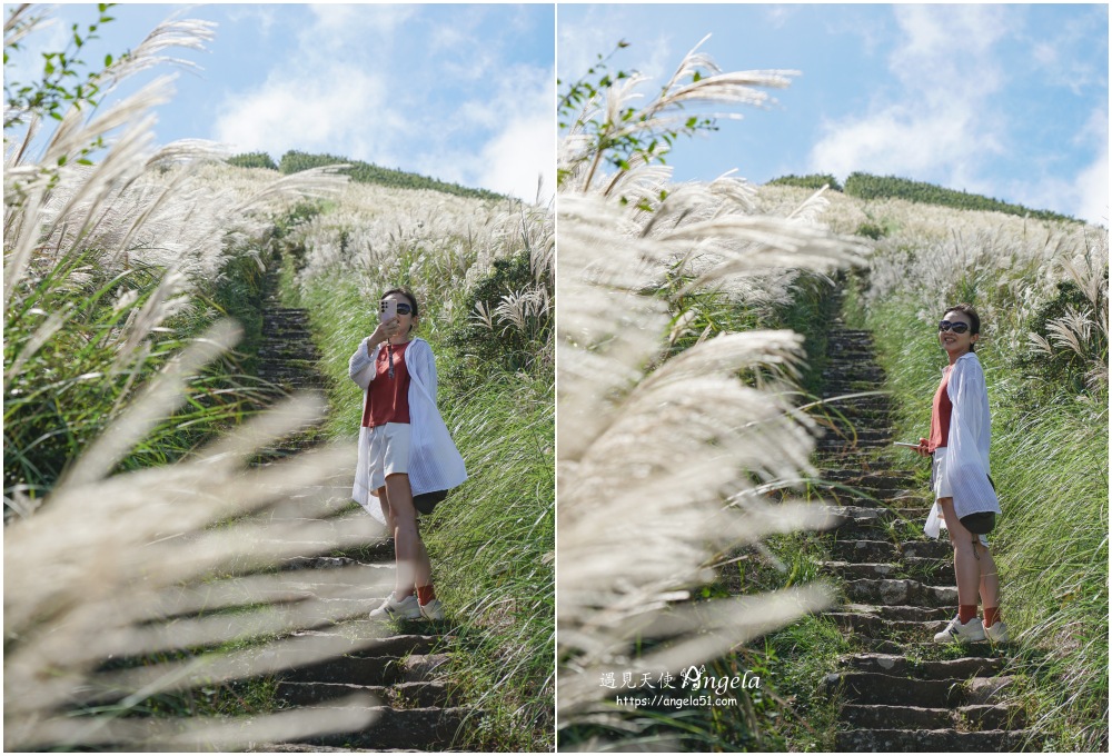 大屯山連峰步道芒草